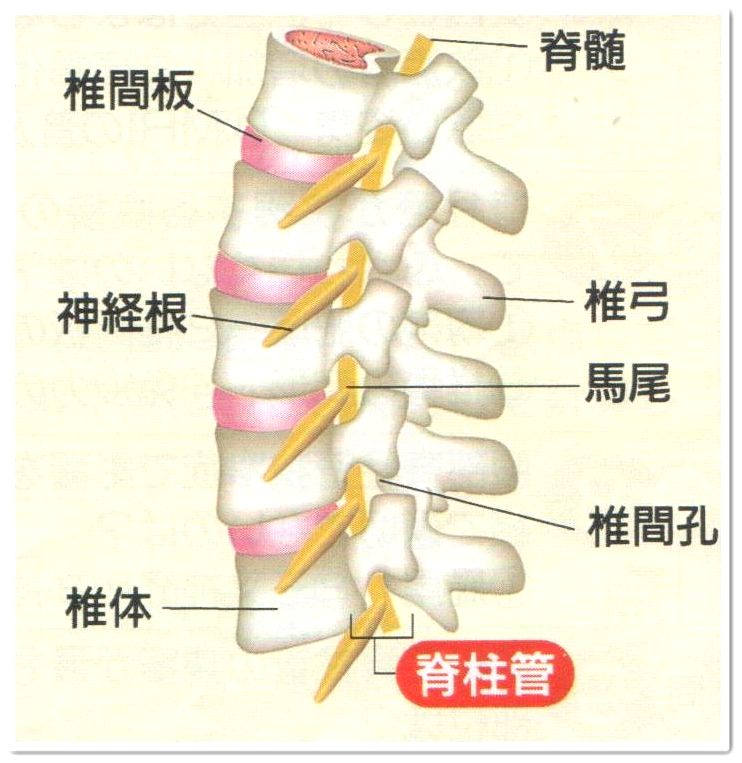 �Ғ��ǋ���ǌ����Ƃ͓����_�c�͂�܂���